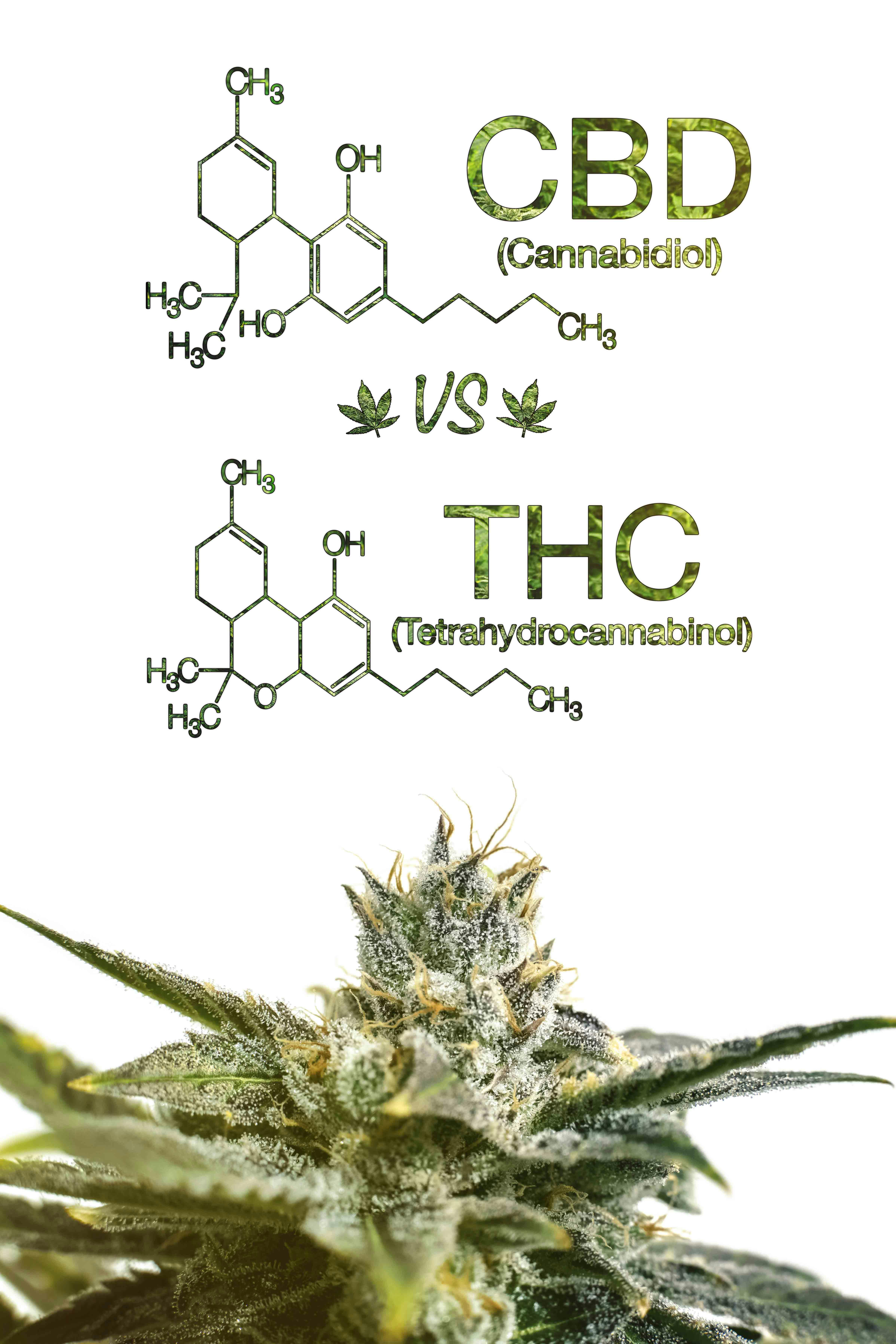CBD - Wirkung, Anwendung, Produkte - der große CBD Guide